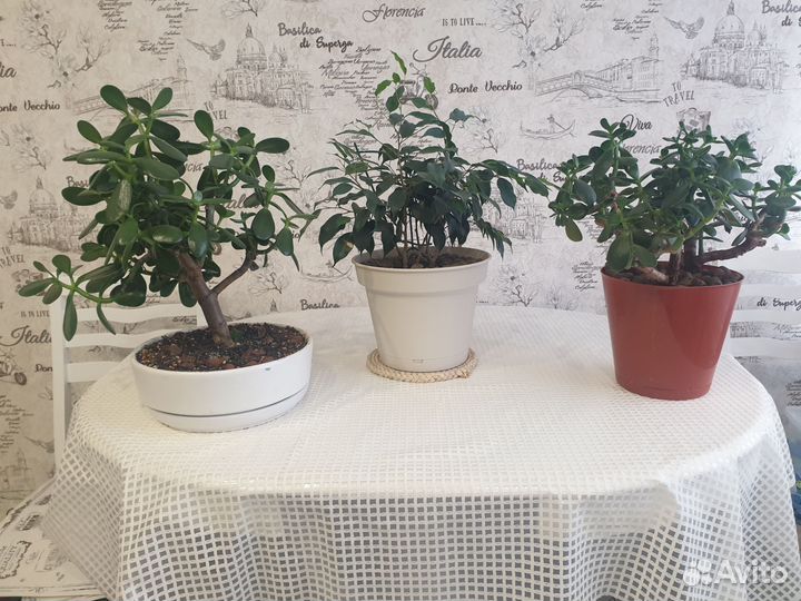 Фикус бенджамина