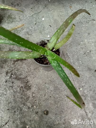 Алоэ вера лечебный