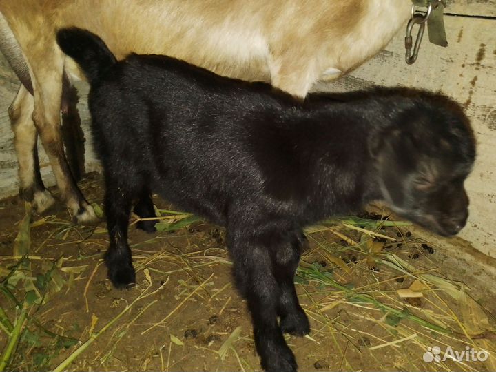 Козлик нубийский 50% зааненский 25%. Забронирован