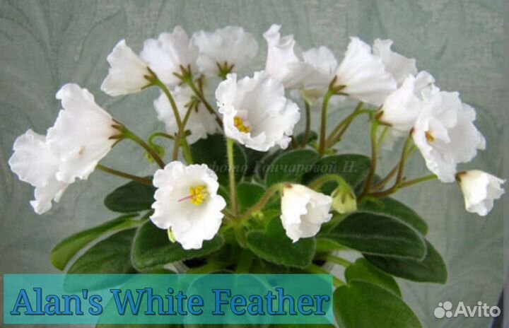 Фиалки мини