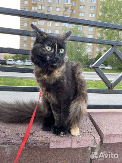 Кошки в добрые руки бесплатно