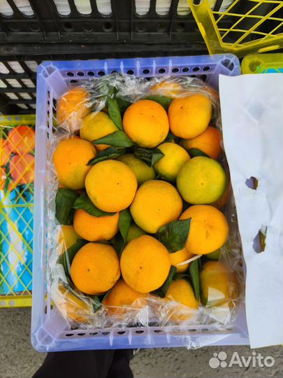 Овощи фрукты свежие Доставка до дома