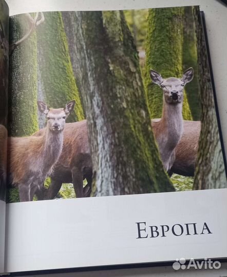 Энциклопедия-Атлас Животные и Мир