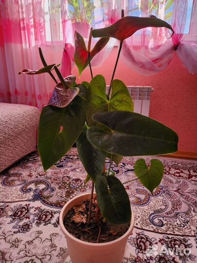 Антуриум (мужской цветок) Приносит счастье, достат