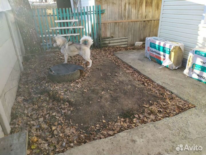 Вязка. Хаски