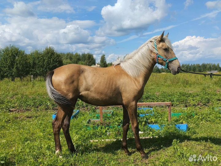 Кобыла Золотисто тёмная Соловая Лошадь