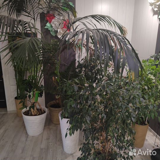 Большие цветы