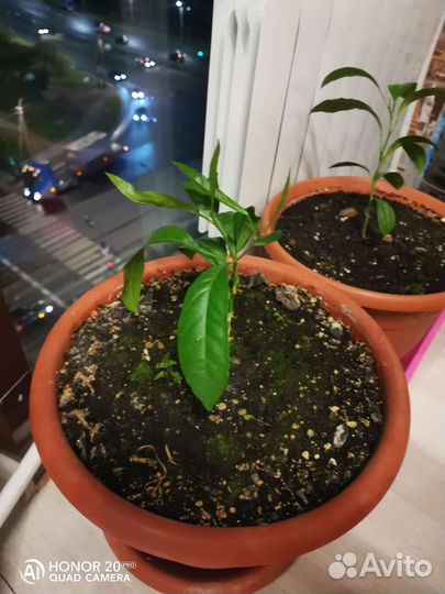 Лимонное дерево