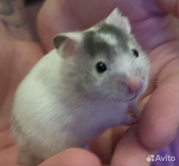 Джунгарский хомяк маленький