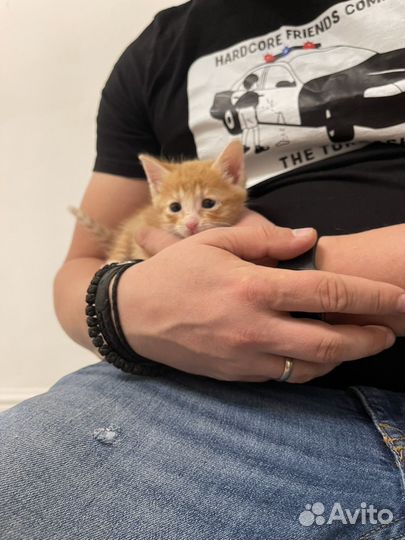Котенок в добрые руки