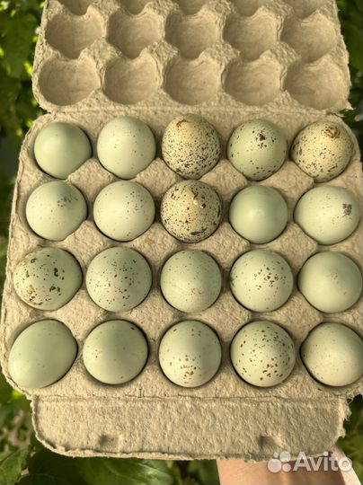 Перепелки, икуб яйцо