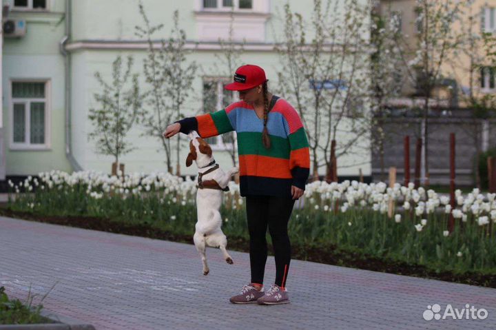 Вязка джек рассел терьер
