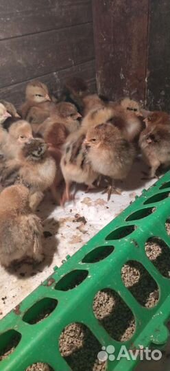 Цыплята Брамы куропатчатые. Яйцо Брама в инкубатор