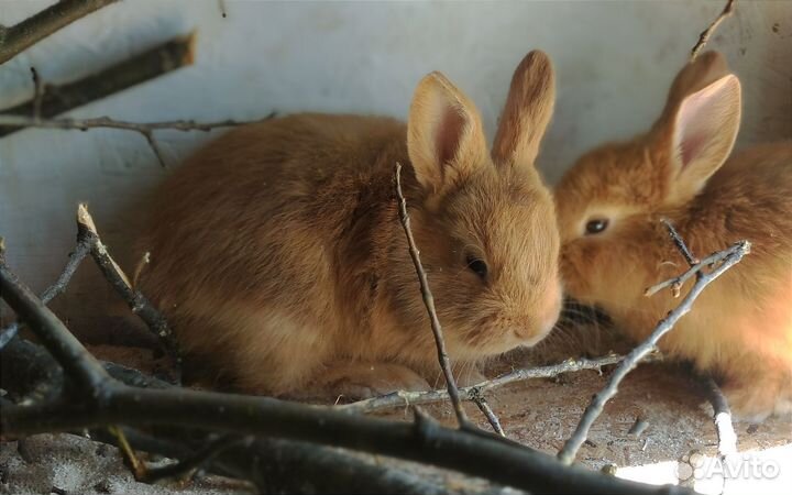 Крольчата нзк