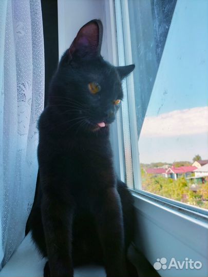 Черный котенок девочка