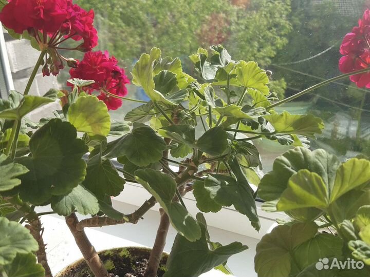 Пеларгония герань сортовая