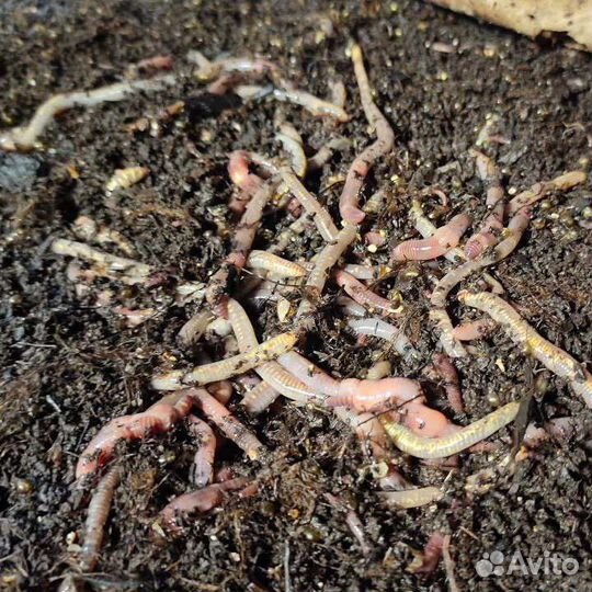 Черви для рыбалки