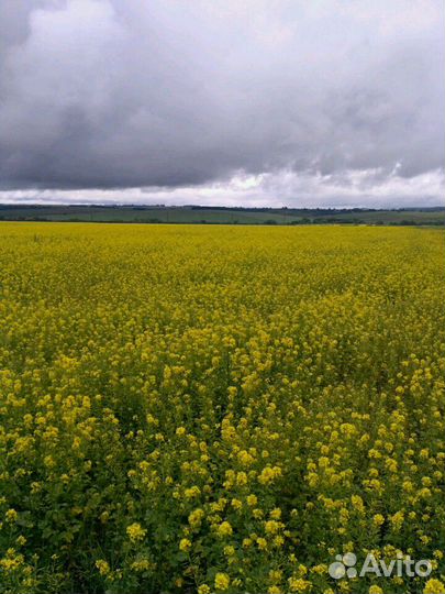 Мёд цветочный.мед