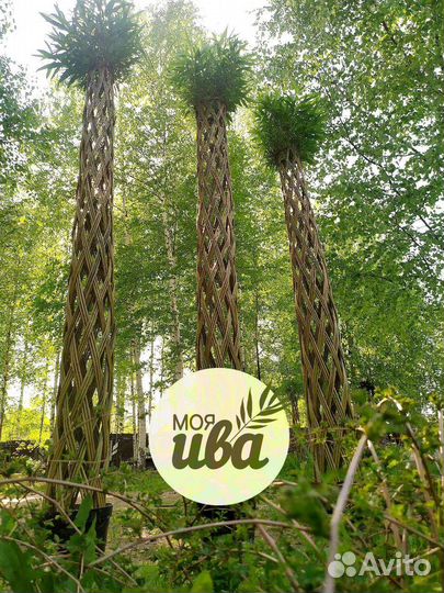 Ива плетеная