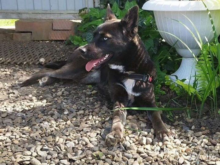 Девочка метис хаски 1.5 года ищет дом