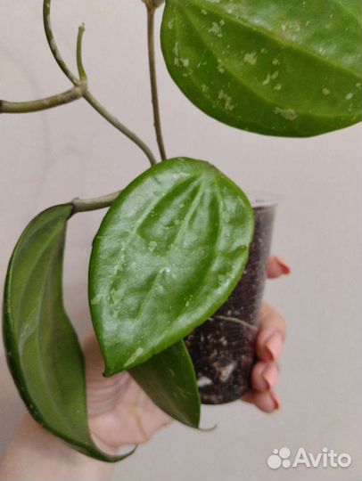 Хойя Macrophylla Splash