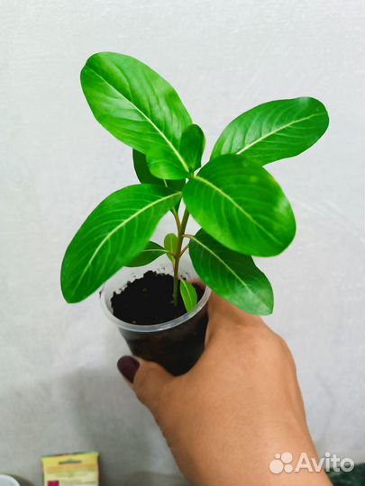 Барвинок или катарантус