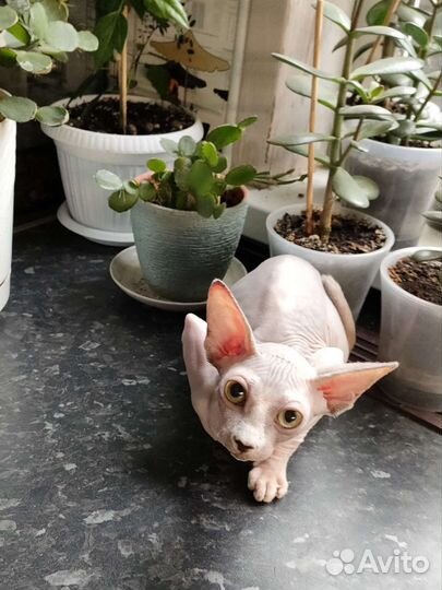 Канадский сфинкс, котята