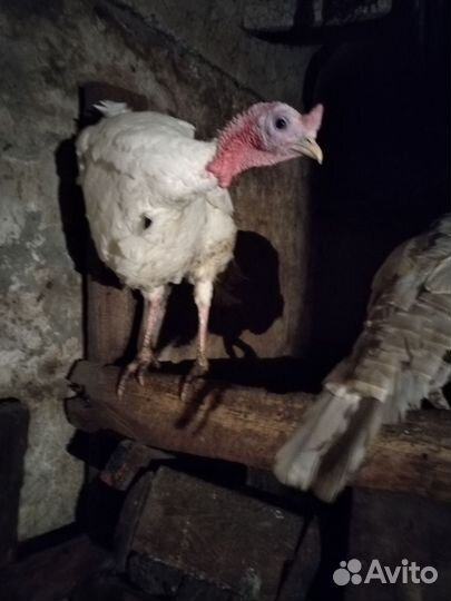 Индюки индюшата