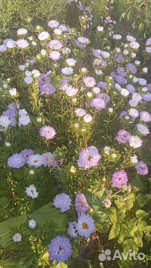 Цветы для сада+букеты