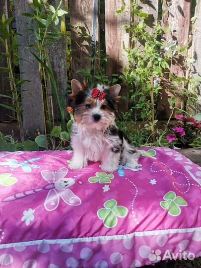 Стандартная девочка бивер РКФ