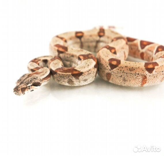 Императорский удав