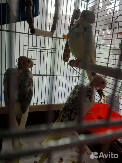 Попугай корелла птенец