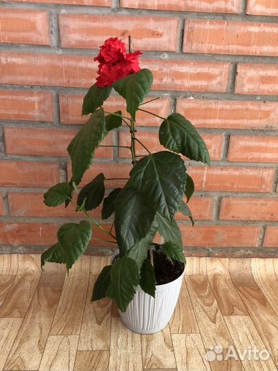 Гибискус (китайская роза)