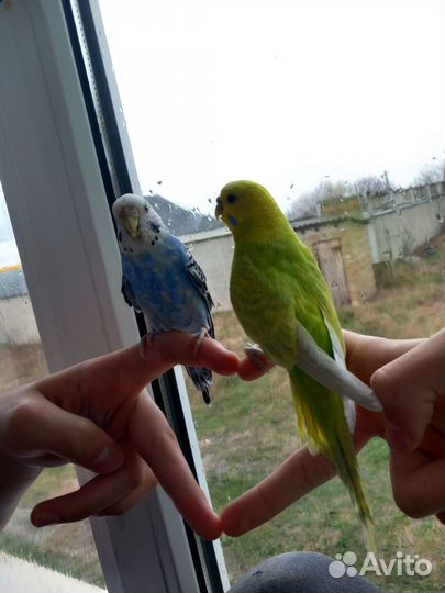 Волнистый попугай пара