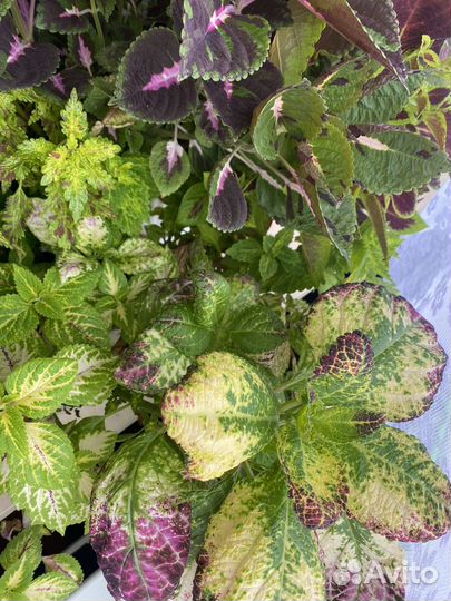 Рассада Колеус