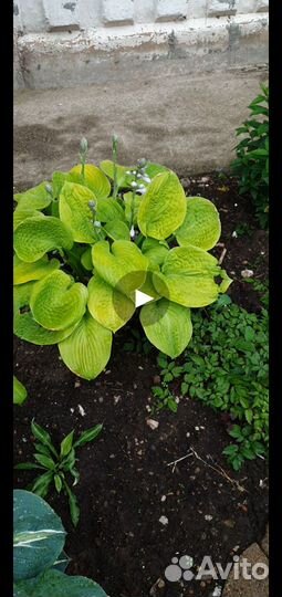 Хосты много сортов