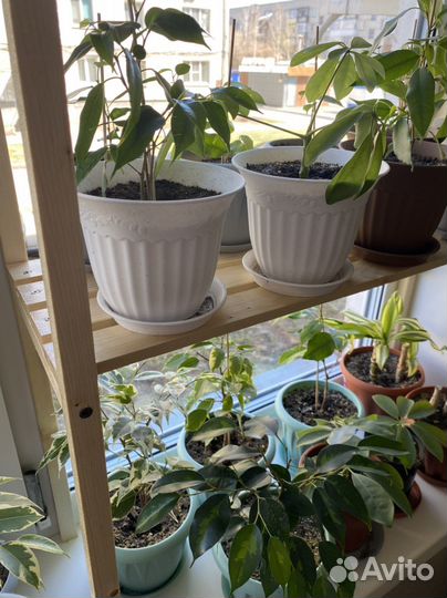 Этажерка-подставка под цветы и рассаду