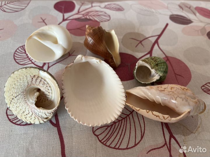 Морские ракушки раковины 6 шт