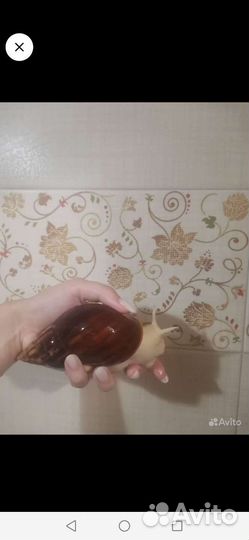 Улитка Ахатина альбино