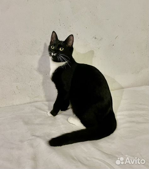 Кошка в добрые руки