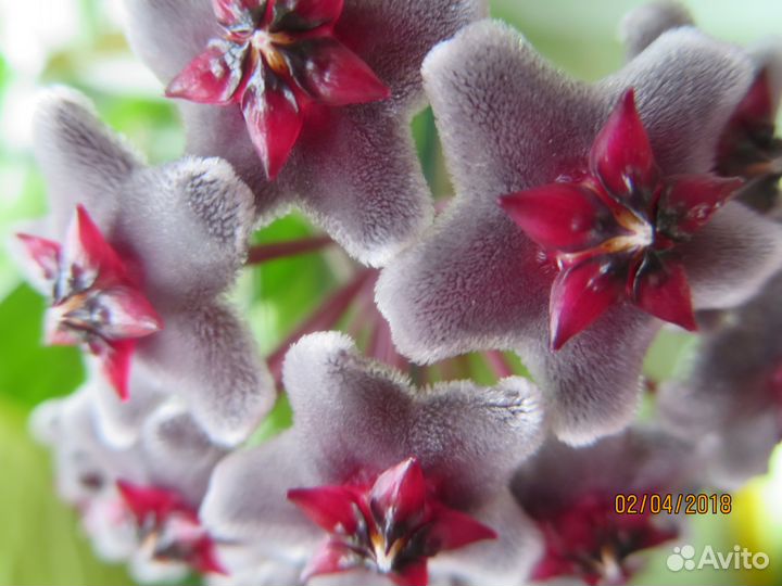 Хойя pubiсаlух Red Вuttоns, черенки