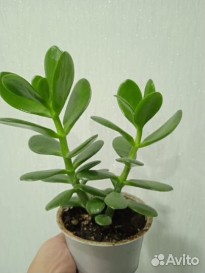 Продам денежное дерево (толстянку)