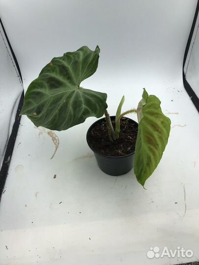 Филодендрон Варрикоза (Бородавчатый)