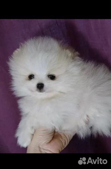 Мини и микро щпиц