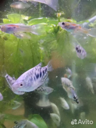 Гуппи