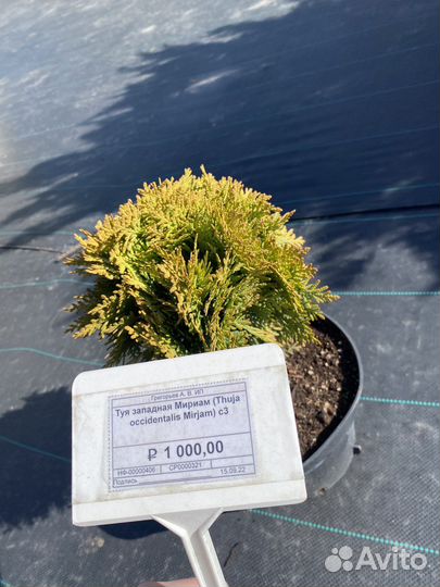 Туя западная Мириам