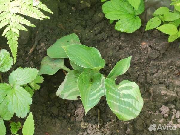 Куст Хосты из серии Мини