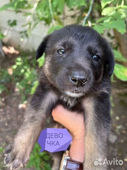Щенки в добрые руки бесплатно