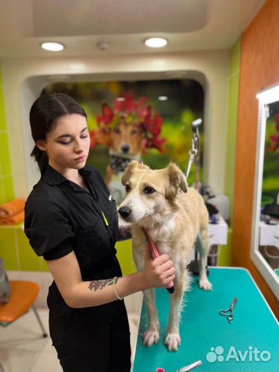 Груминг, стрижка собак и кошек