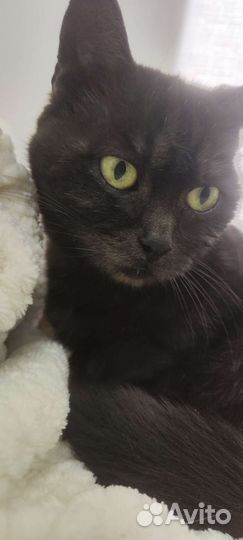 Британская